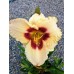 Хемерокалис (Hemerocallis Blueberry Candy) Хемерокалис (Hemerocallis Blueberry Candy)